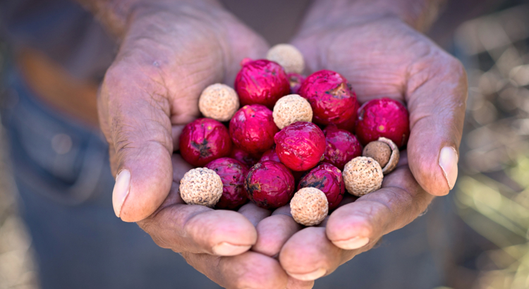 Australien Südaustralien Flinders Ranges Beeren Hand Iga Warta Tours Foto SATC John Montesi
